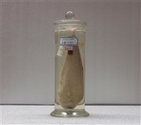 藏品(托爾逆鈎鰺)的圖片